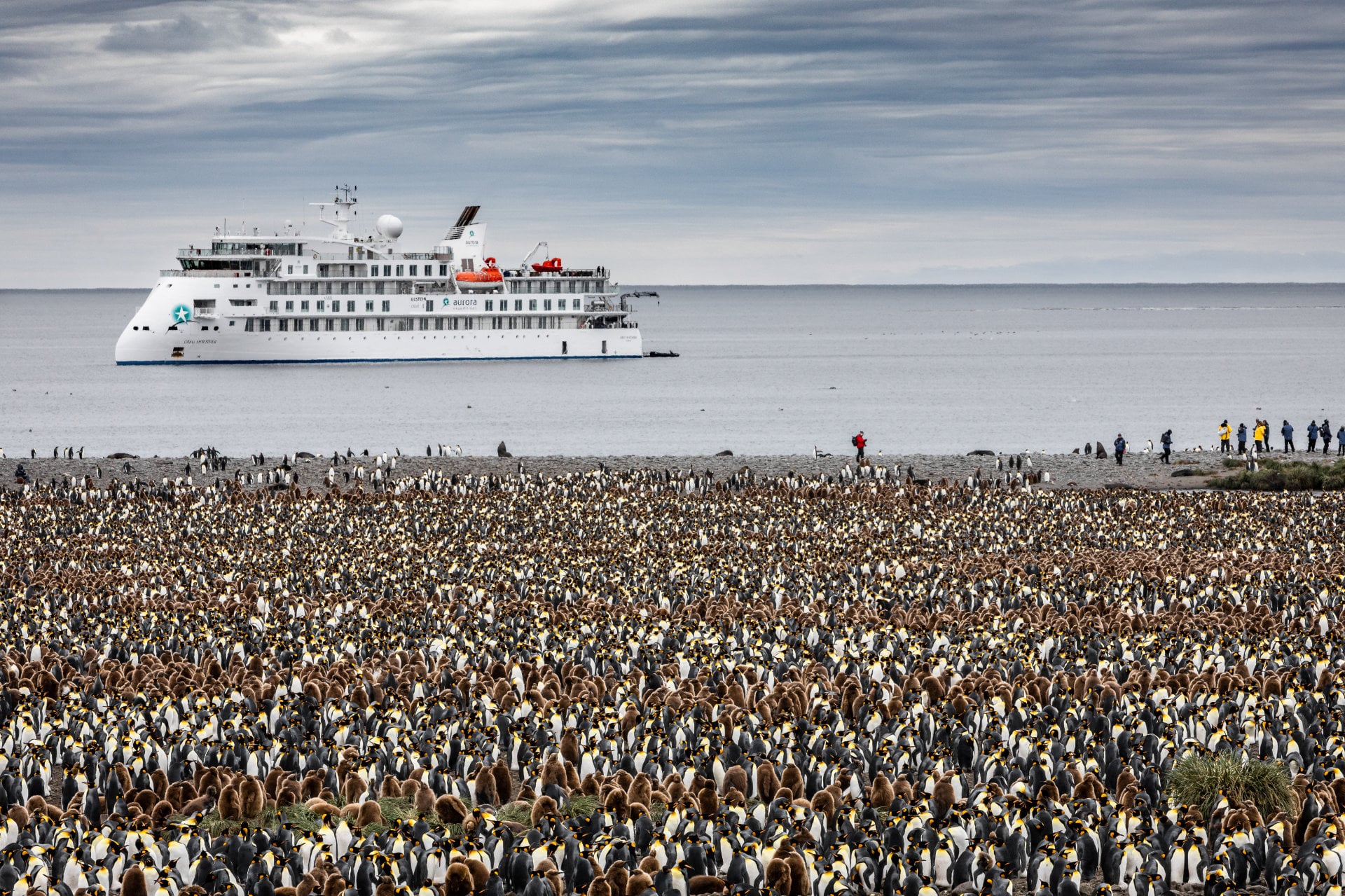 Greg-Mortimer-Ship-and-King-Penguins-Antarctica-Susan-Portnoy