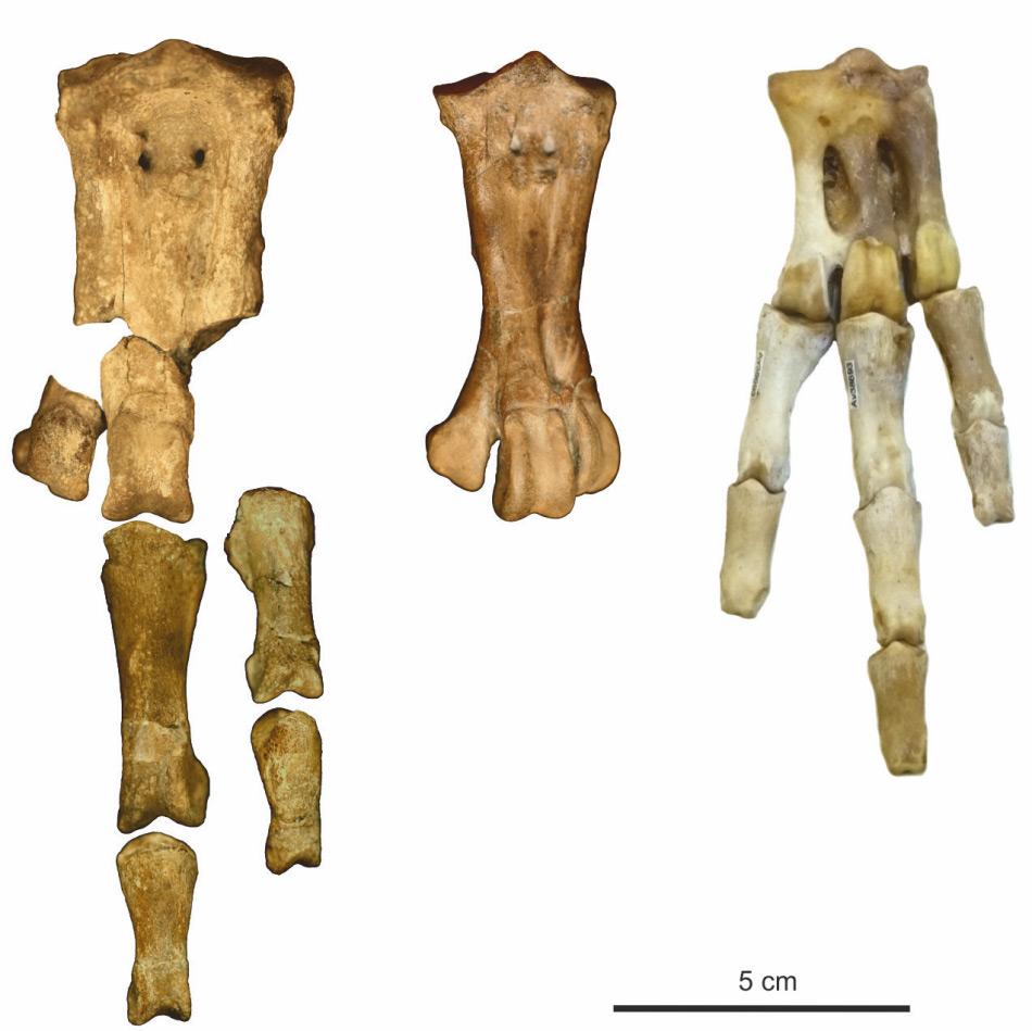 Die Fussknochen des neuentdeckten Riesenpinguins (links), verglichen mit Waimanu manneringi, von der gleichen Fundstelle (Mitte) und ein Kaiserpinguin, der grösste moderne Pinguin (rechts). Bild: Senckenberg