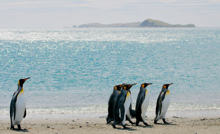 Ku00f6nigspinguine sind die zweitgru00f6sste Pinguinart und leben auf den subantarktischen Inseln des