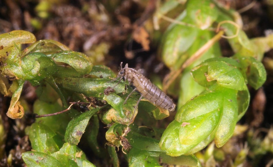 Die kleine flügellose Mücke ist eigentlich auf Südgeorgien beheimatet. Die Tiere sind spezielle, da sie keine geschlechtliche Fortpflanzung aufweisen, sondern die Weibchen Eier legen, aus denen dann genetisch identische Junge schlüpfen. Bild : Roger Key
