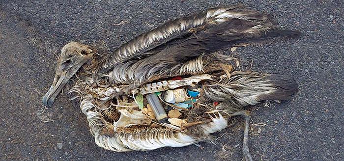 Tragisches Resultat: Verendeter Albatros – der Magen war voll, aber mit der falschen Nahrung.