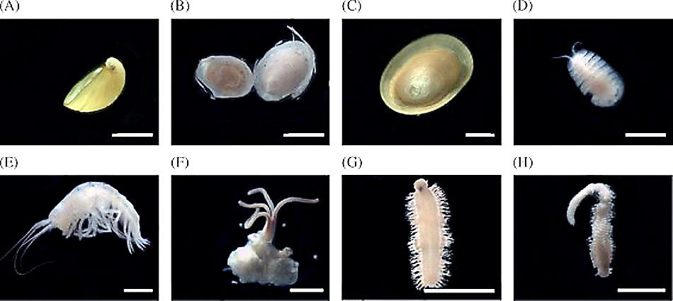 Bei der Entdeckung der Walknochen bei den South Sandwich Inseln wurden auch neue Arten von Tiefseeorganismen gefunden.