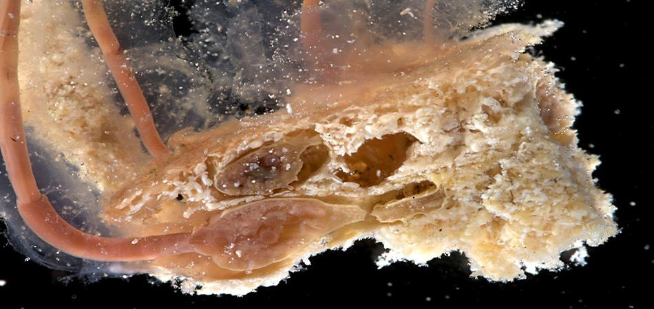Die «Zombie Würmer Osedax» ernährt sich von den Knochen toter Wale. Sie besitzen weder Mägen noch Mundöffnungen und verdauen Walfette und -öle mit Hilfe spezieller Bakterien. Wissenschaftler glauben, dass der Knochenfresser-Wurm mindestens 30 Millionen Jahre alt ist.