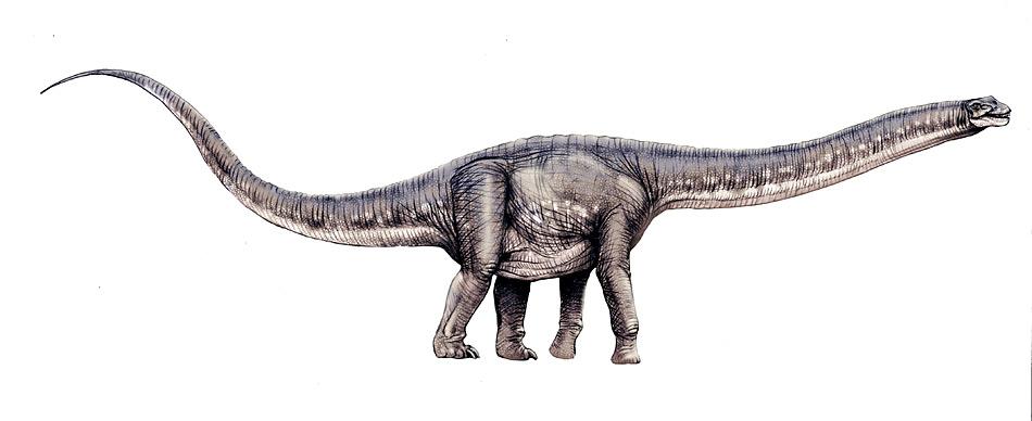 Die Titanosaurier sind mit über 30 bekannten Gattungen die geographisch am weitesten verbreitete und verschiedenartigste Sauropodengruppe.