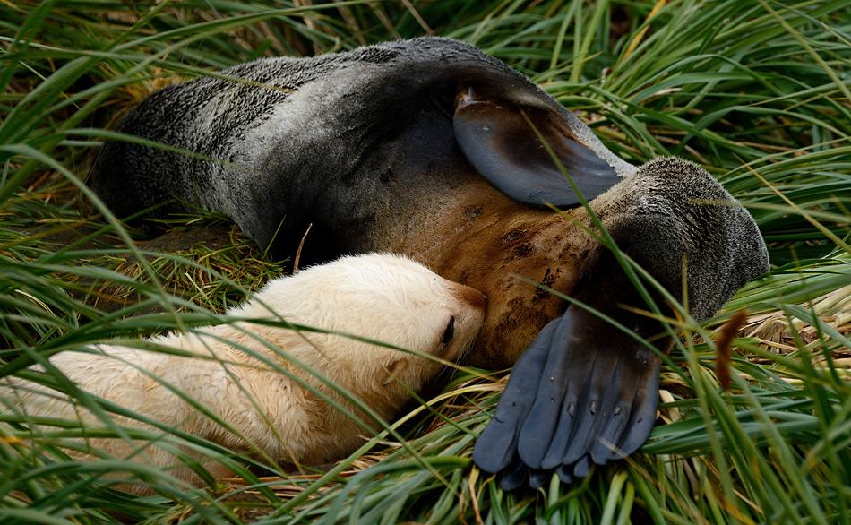 Säugendes Pelzrobbenjunges auf Prion Island