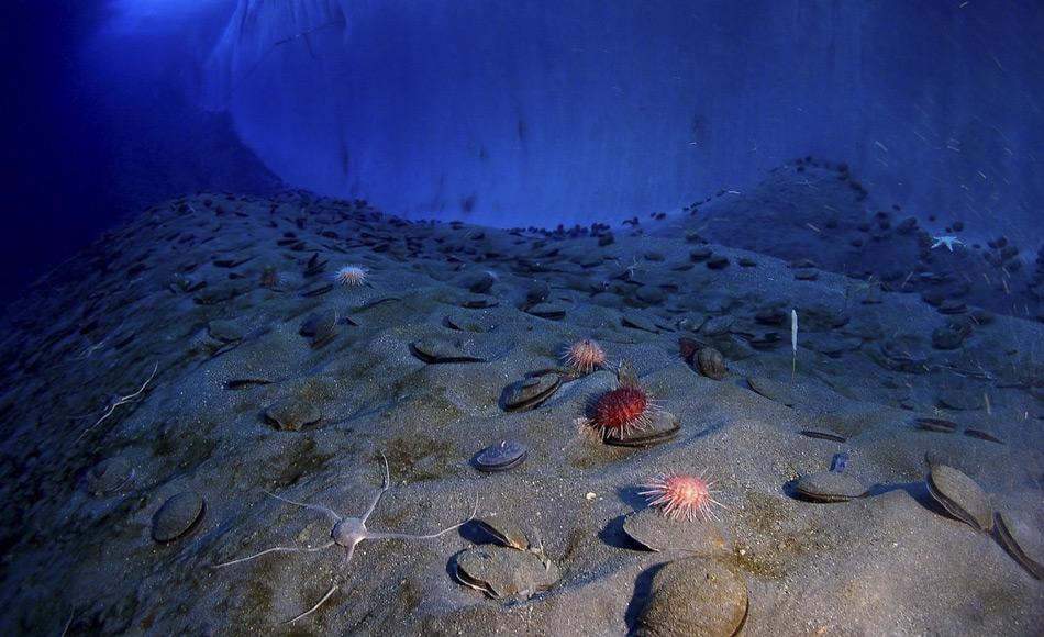 Unter dem Meereis der Antarktis gibt es eine erstaunlich vielfältige Meeresfauna. Am Meeresboden wimmelt es von nur so von farbenfrohen Tieren: Jakobsmuscheln, Seeigel, Schlangenstern, Seesterne, Schnurwürmern und Seeschnecken. Viele andere Arten von Würmern, Schalentieren und Krebstieren leben im Sediment des Meeresbodens. (Bild: Pixabay, Skeeze)