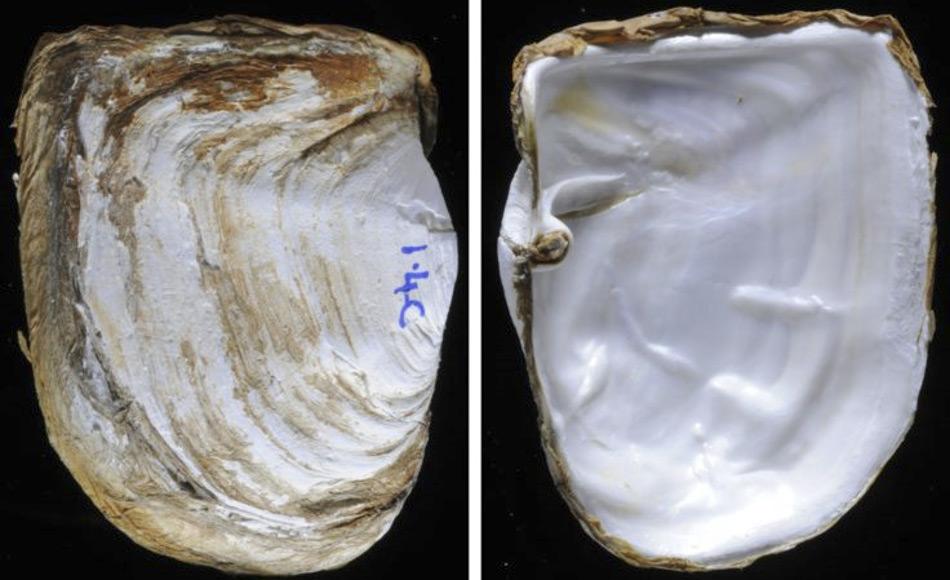 Eine neue Studie über die antarktische Muschel Laternula elliptica untersuchte, wie die Tiere so starke Muschelschalen aufbauen können. Die Innen- und Außenseite der Muscheln besteht aus Kalziumkarbonat das in Form von Karbonat-Ionen aus dem Meerwasser aufgenommen werden muss.
