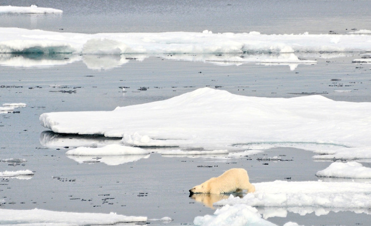 Die Eisbu00e4ren in Ostgru00f6nland gelten als eigene Subpopulation, die sich aufgrund mangelnder