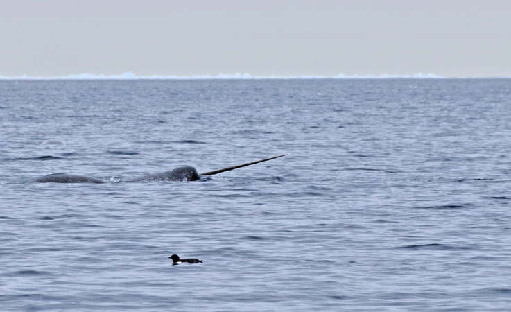 Narwale gehu00f6ren zu den Zahnwalen und sind mit den Belugas verwandt. Wie diese, leben sie in