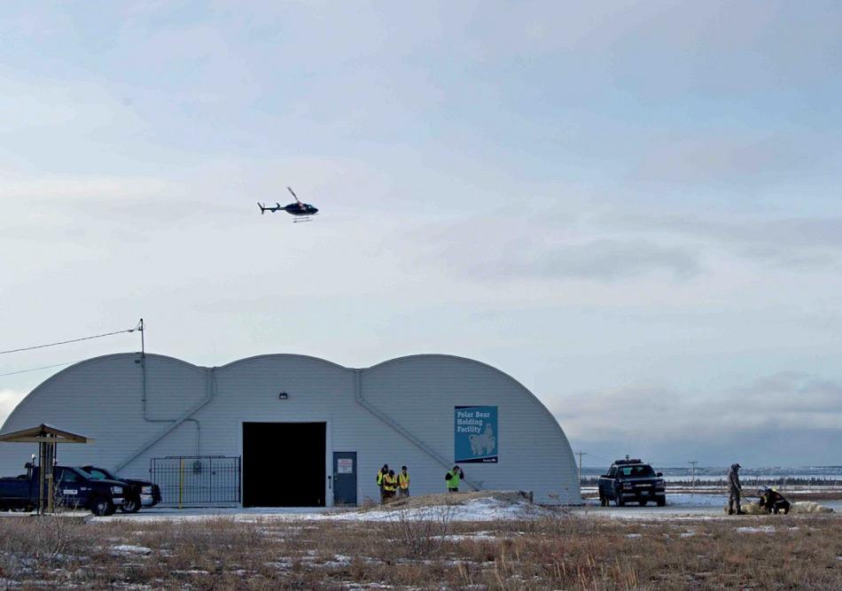 Die Gemeinde von Churchill, Manitoba, haben die Fallenstelltechnik für „ihre“ Eisbären perfektioniert. Gefangene Bären werden in einem alten Hangar während 30 Tagen bei Wasser und Eis gehalten und danach weit weg gebracht und wieder freigelassen. Bild: Eyal Kaplan