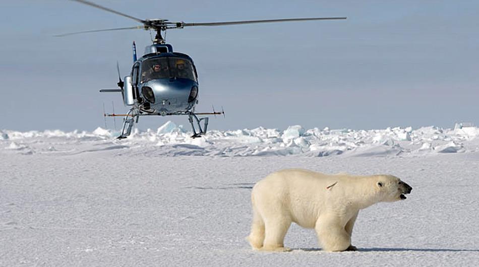 Nach der Sichtung eines Eisbären wir dieser vom Helikopter aus mit dem Gewehr betäubt.