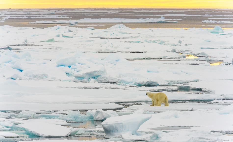 Das arktische Meereis ist nicht nur wichtig für das Klima der Erde, sondern ist auch ein wichtiges Ökosystem. Alles Leben in der Arktis hängt vom Meereis ab. Dies umfasst Organismen wie Phytoplankton, Zooplankton, Fische und Meeressäuger, aber auch Vögel, Landtiere, Pflanzen und Menschen.