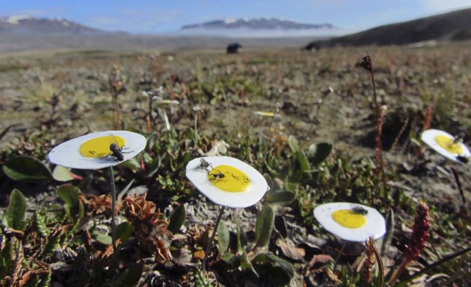 Künstliche Blumen aus klebrigen Papier ahmen die Silberwurz (Dryas octopetala) nach und fangen arglose Bestäuber. Die Fliegen (Muscidae), die auf diesen Blumen-Fallen kleben blieben, haben sich als die wichtigsten Bestäuber in der Arktis erwiesen. Bild: Malin Ek