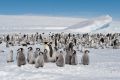 Wenn die Erderwärmung mit derzeitigem Tempo voranschreitet, könnten Kaiserpinguine bis zum Ende