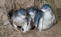 Zwergpinguine sind die kleinste Pinguinart weltweit. Ihr Lebensraum liegt in den Küstenregionen