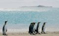 Königspinguine sind die zweitgrösste Pinguinart und leben auf den subantarktischen Inseln des