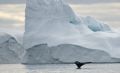 Die Baffin Bay, die zwischen Kanada und Westgrönland liegt, ist ein bekanntes und beliebtes Ziel