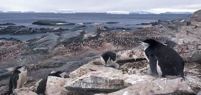 Touristen nicht Schuld an Pinguinschwund