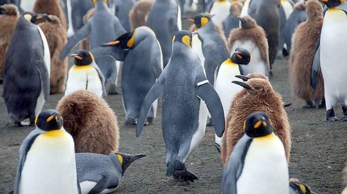 Forschung gefährdet Pinguine